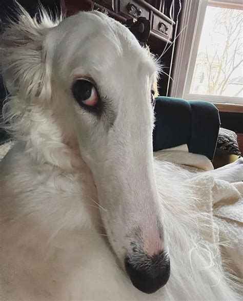 a white dog laying on top of a bed next to a window