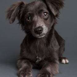#pup on Tumblr