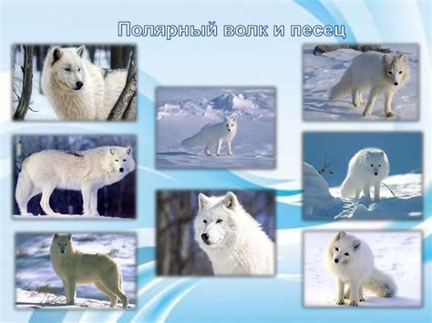 Северный полюс, Арктика, Антарктида и их жители - презентация онлайн