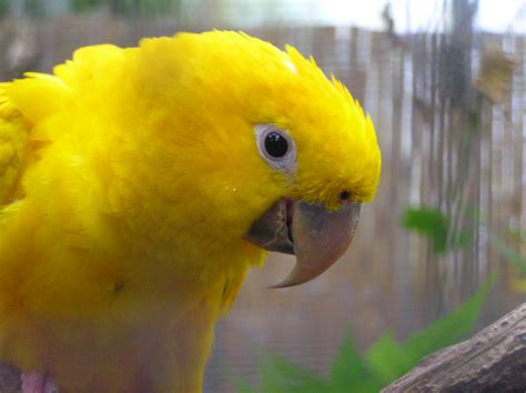 Definitive Guide To Golden Parakeet Facts, Habitat, Conservation Status
