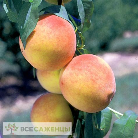 Цена на Персик колоновидный Кулон - купить саженцы