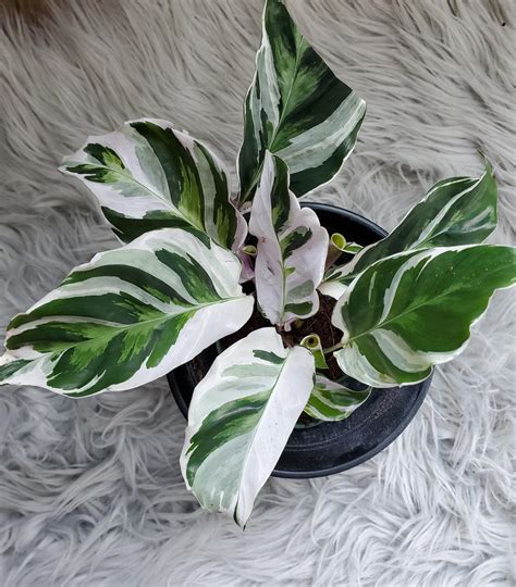 Lichlings (u/Lichlings) - Reddit