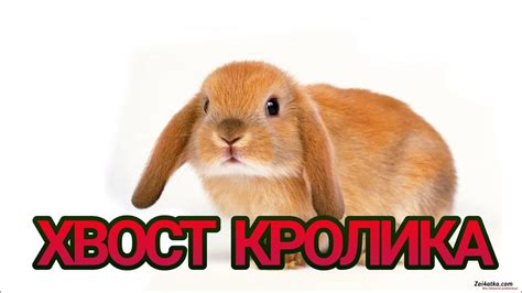 Брелок на сумку(хвост кролика) - YouTube