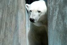 polar bear jail  stock photo public domain pictures