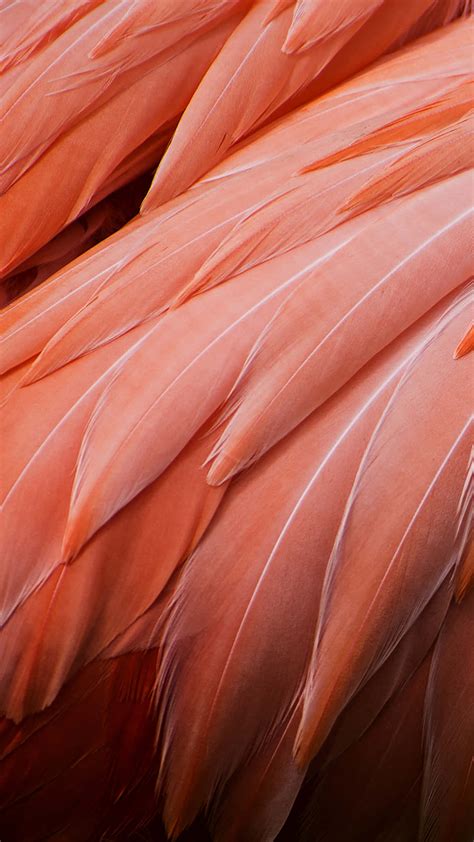 Download Pink Flamingo Feathers Picture | Wallpapers.com