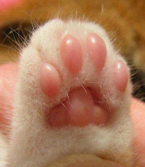 젤리처럼 부드러운 고양이 발바닥