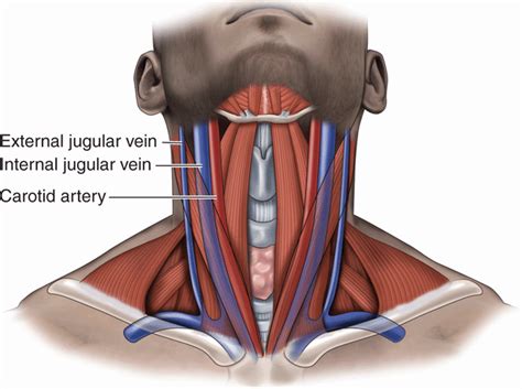 External Jugular Vein