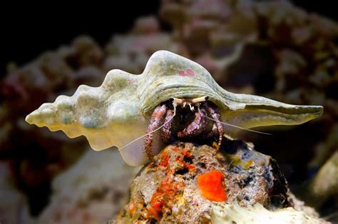Hermit Crabs | Hawaiian Marine Life