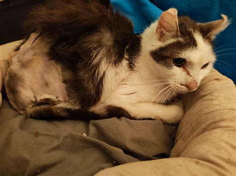 wild animal rescue in destin