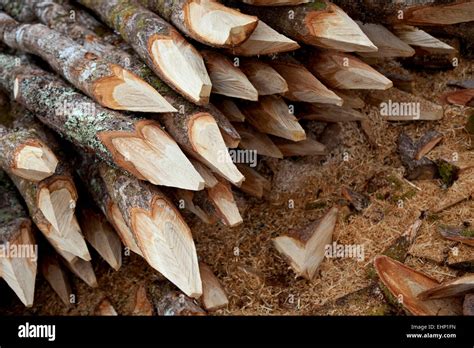 Wooden Stakes High Resolution Stock Photography and Images - Alamy
