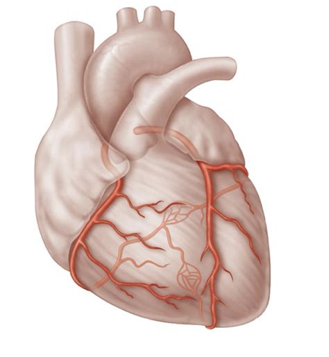 Coronary Arteries Diagram | Quizlet