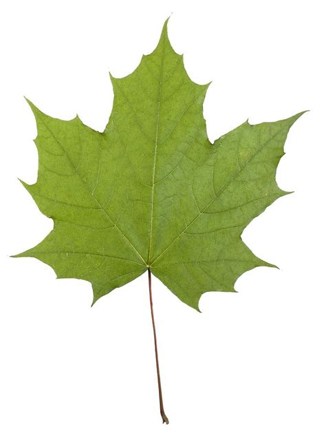 Norway maple (Acer platanoides) leaf Photograph by Science Photo ...