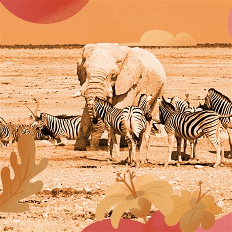 The Weird World of Sleep In The Animal Kingdom | BetterSleep