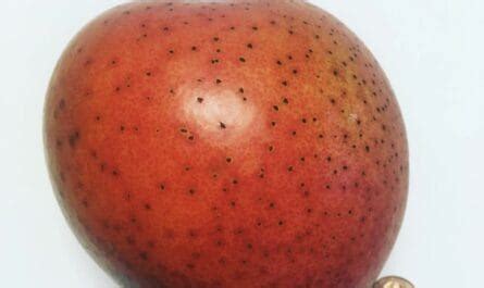 Carrie Mango Grow Guide - Tropical Tree Guide