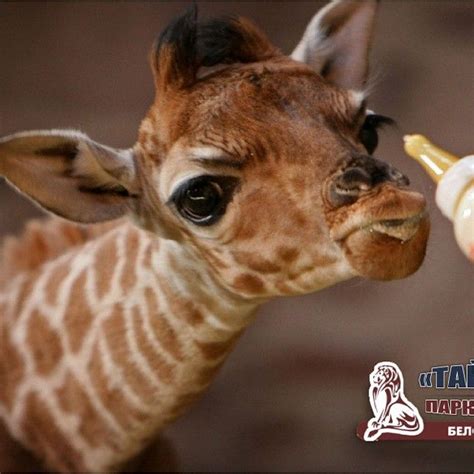 Маленький жирафик #жираф #жи #жирафенок #малыш #baby #animal #animals # ...