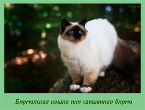 Бирманская кошка или священная бирма