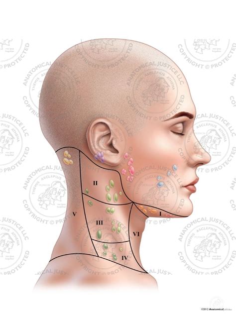 Swollen Lymph Nodes In Your Neck | Images and Photos finder