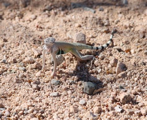 Types Of Lizards In Mississippi