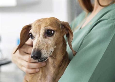 how much does it cost to treat cancer in dogs