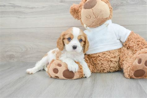 cute cavalier king charles spaniel paxton lb oz purebred puppy