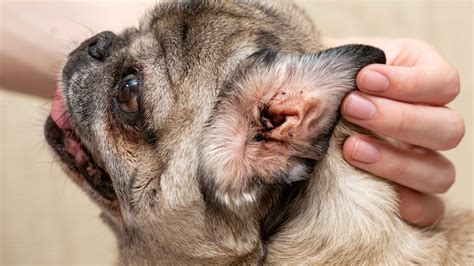 How to Tell If Your Dog Has an Ear Infection: Signs and Symptoms to ...