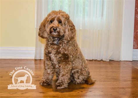 Charlotte the 3 year old Mini Goldendoodle! Puppy Training School, Bulldog Puppy Training, Puppy