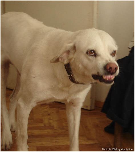 белият дракон | mikiblue.com