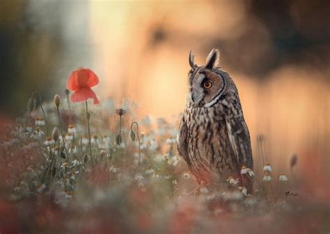 Над кроватью у нее висела строчка из письма, ... | ПреЛЮДИи чувств ...