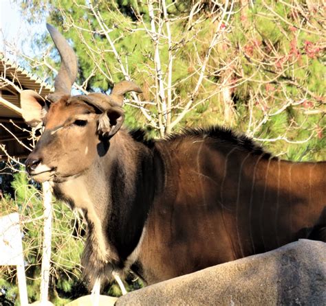 Giant eland - ZooChat