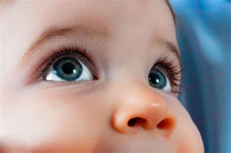 eyes stop growing eye development timeline
