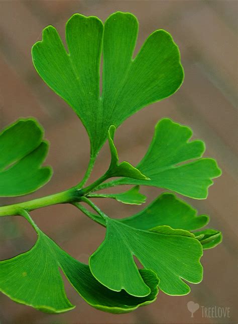 Ginkgo Biloba – Gedicht von Goethe