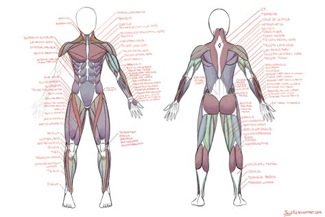 muscle diagram  jay  deviantart