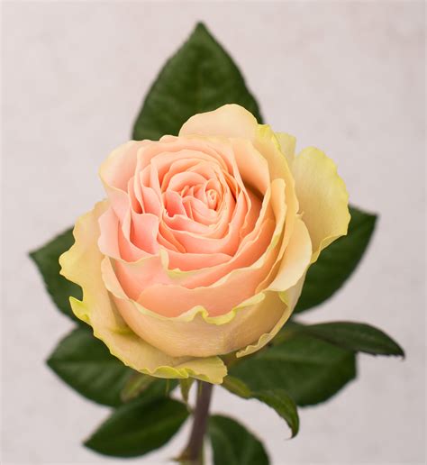 Rose Frutteto Light Pink | Fagua flowers