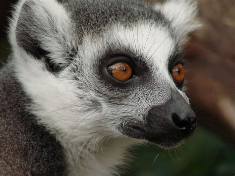 Top 10 Facts About Lemurs – Lemur Conservation Network