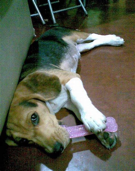 Dogs and Dildos (14 pics)