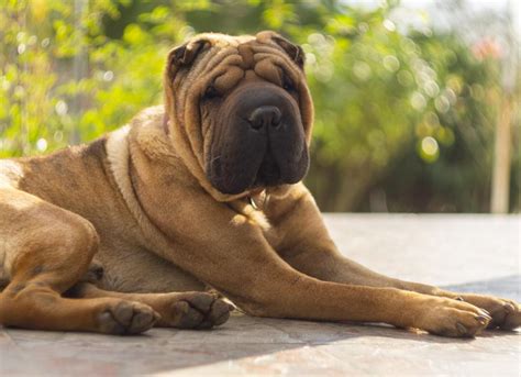 Shar-Pei Dog Breed Health and Care | PetMD