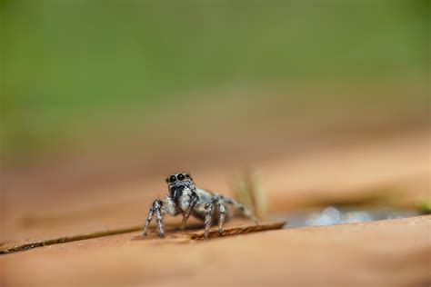 5 Things Photographing Spiders Taught Me About Humans — Hormeze