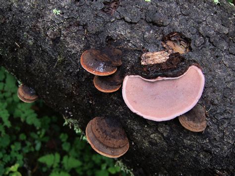 Fungus Gallery :: Fomitopsis :: F30A1960