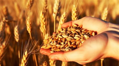 premium photo  hand holding  bunch  wheat