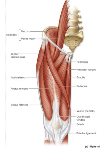 Lab 6: Muscles of Lower limbs Flashcards | Quizlet