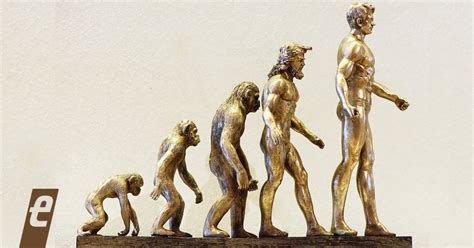 Evolução Das Plantas Briófitas Pteridófitas Gimnospermas Angiospermas