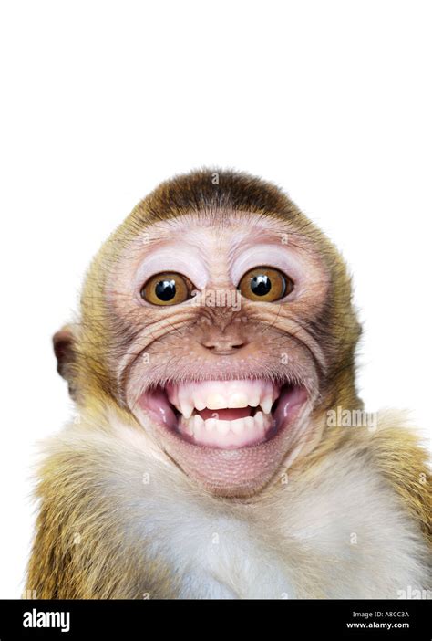 Java Macaque Monkey Stock Photo - Alamy