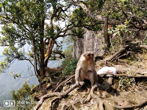 Guna Cave (Kodaikanal) - 2020 All You Need to Know Before You Go (with ...