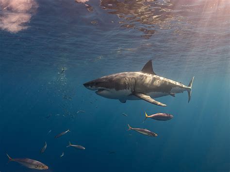 Tiburones Peregrinos Tiburones Sharks 9