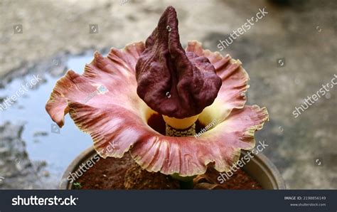 bunga bangkai   royalty  licensable stock  shutterstock