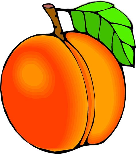 Картинки абрикосы (100 фото) • Klike.net