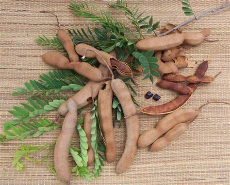 Tamarindus indica (Тамаринд индийский) | floristikus.ru
