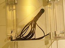 scourge - Wiktionary, the free dictionary