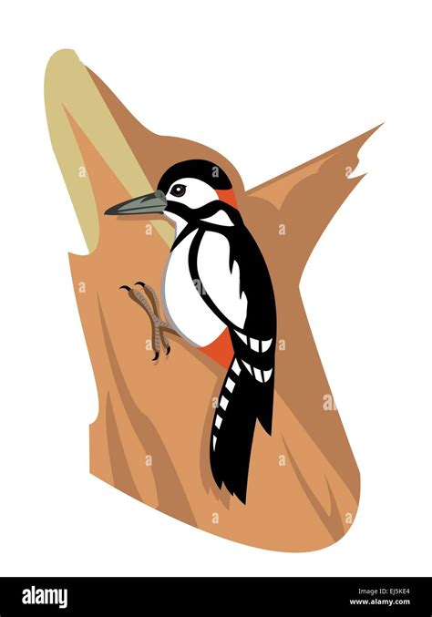 Black woodpecker illustration hi-res stock photography and images - Alamy