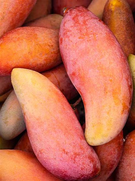 Puspita Nursery Thai Red Banana Mango Plant – Puspita Nursery